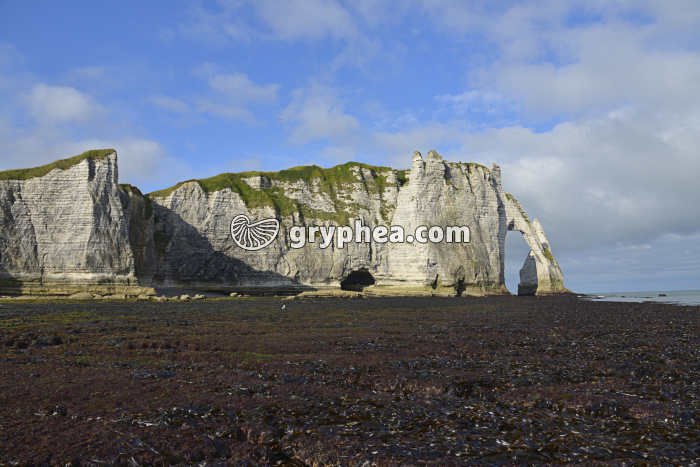 Platier avec algues brunes et rouges à marée basse (Etretat) - gryphea.com